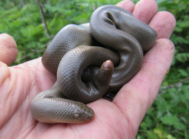 Rubber Boa